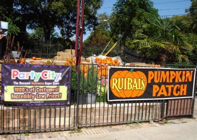 christmas tree pumpkin patches