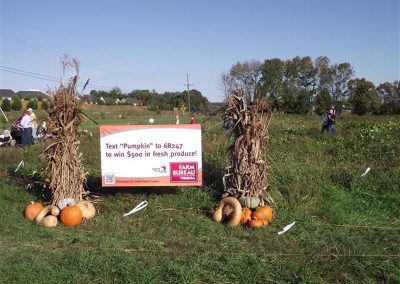 christmas tree pumpkin patches