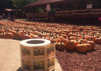 the peanuts pumpkin movie