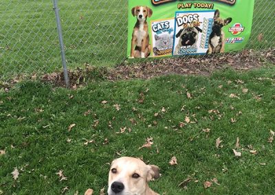 Dog park banner